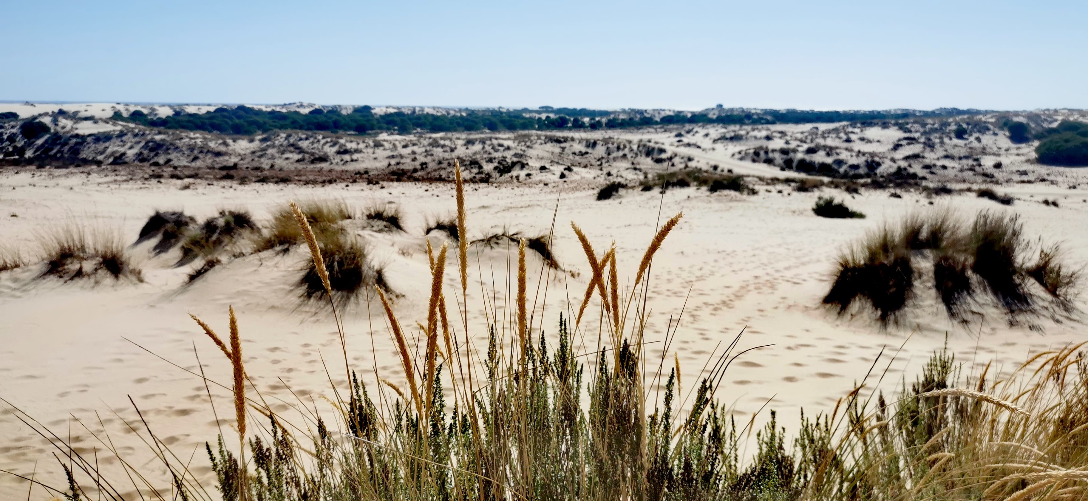 Doñana: el parque nacional en la puerta de Huelva